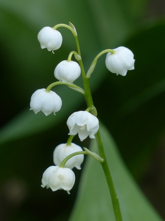 The Marvelous World of Our Lady’s Flowers