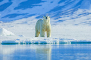 Where Have All the Polar Bears Gone?