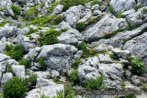 Can Rocks Be Racist? Some People Think So